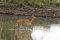 019 Kanha Nationaal Park, Moerashert